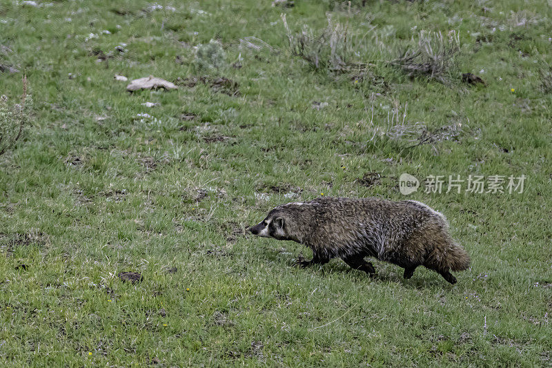 美洲獾(Taxidea taxus)是一种北美獾，在外观上与欧洲獾相似，但没有密切关系。它分布在美国西部、中部和东北部、墨西哥北部和加拿大中南部